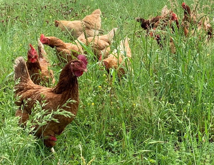 hens.jpg