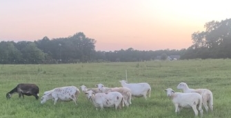 lambs.jpg