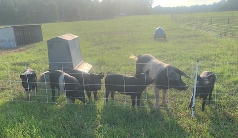 pork.jpg